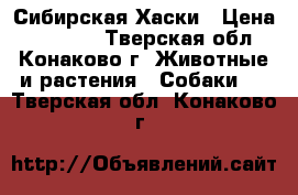 Сибирская Хаски › Цена ­ 15 000 - Тверская обл., Конаково г. Животные и растения » Собаки   . Тверская обл.,Конаково г.